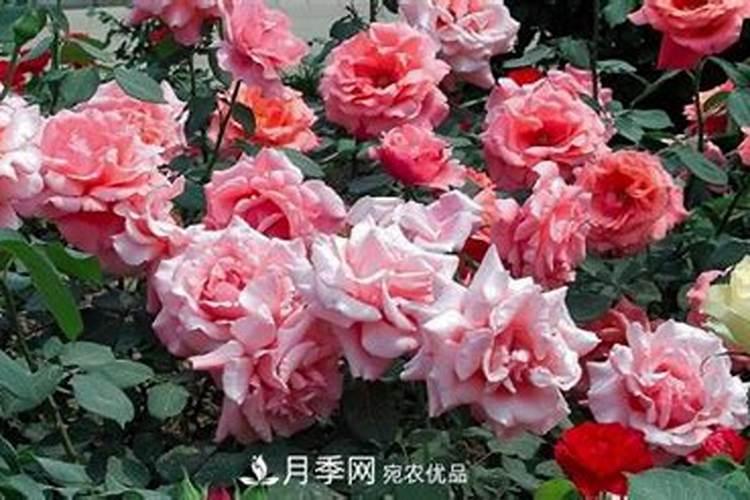 磷肥加水泥烧什么结果