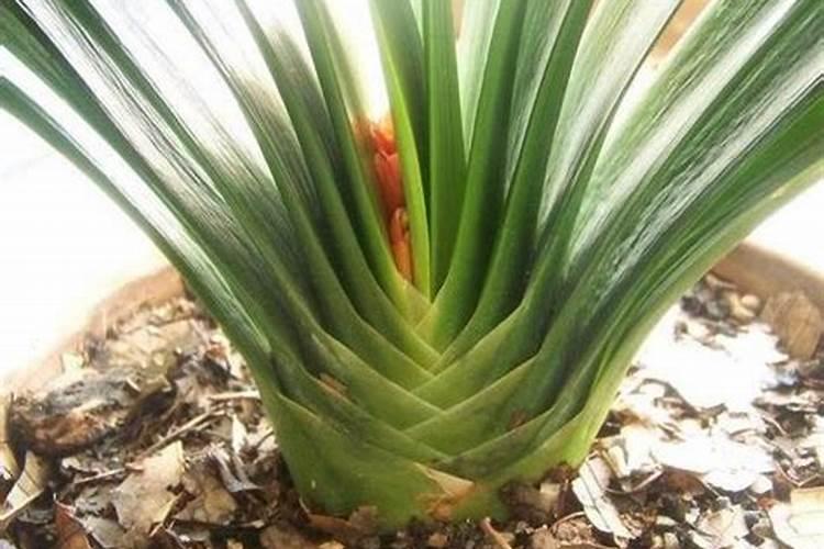 君子兰出花剑注意哪些