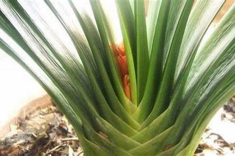 君子兰出花剑注意哪些