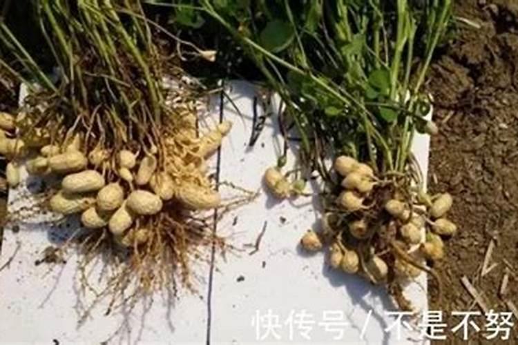 花生需要施什么肥结果多 以免造成烧苗现象