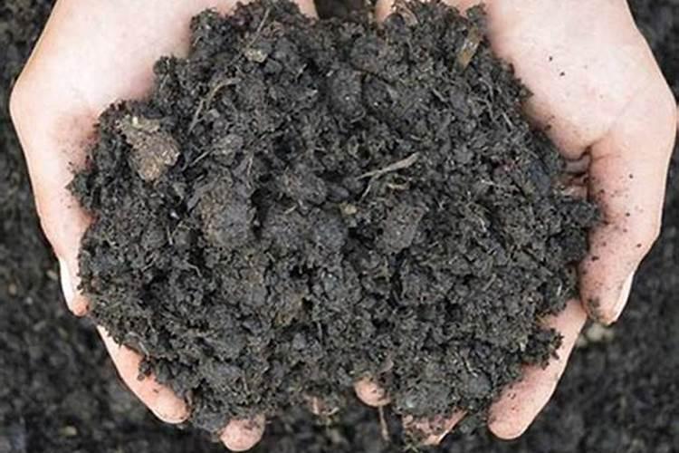 西红柿氮肥过量怎么办