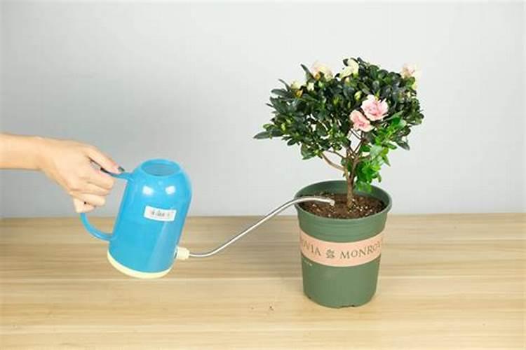 杜鹃开花需要施肥吗