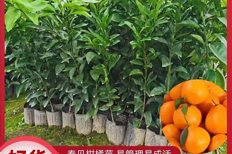 罗布泊品牌在西南地区别的作物有啥专用肥没？