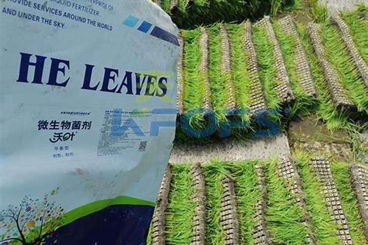 硫酸铵和尿素哪种好