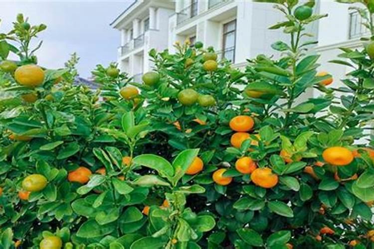 冬瓜的种植时间与方法