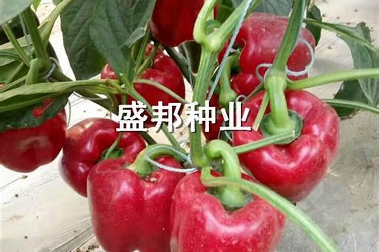 杭椒怎样栽培管理