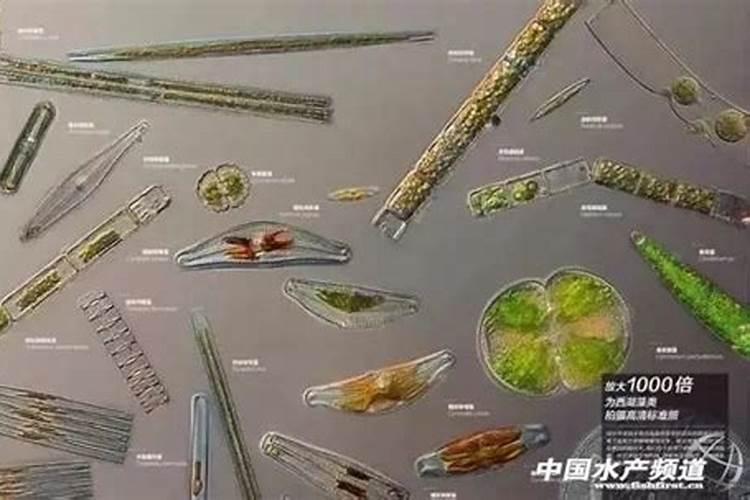 虾塘颤藻用什么可以杀