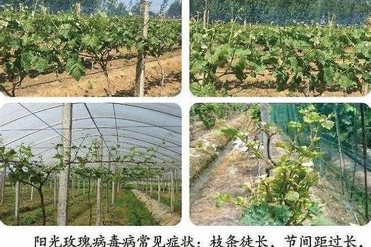 生根肥多久浇一次水