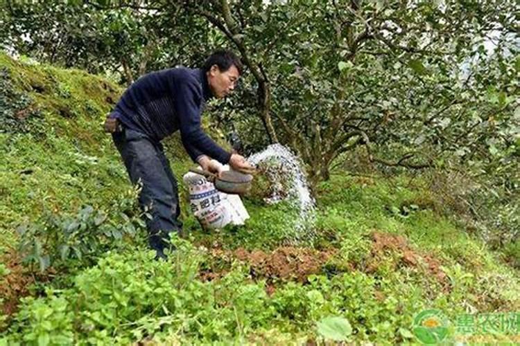 木醋液水溶肥新疆采购价格