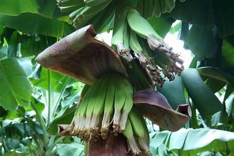 罗布泊硫酸钾和硫酸钾镁肥为何能改善海南香蕉种植区的土壤环境？