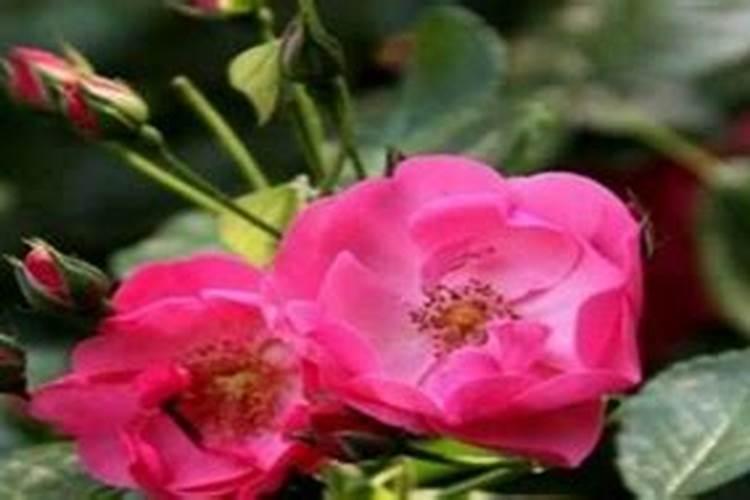 月季花如何追肥