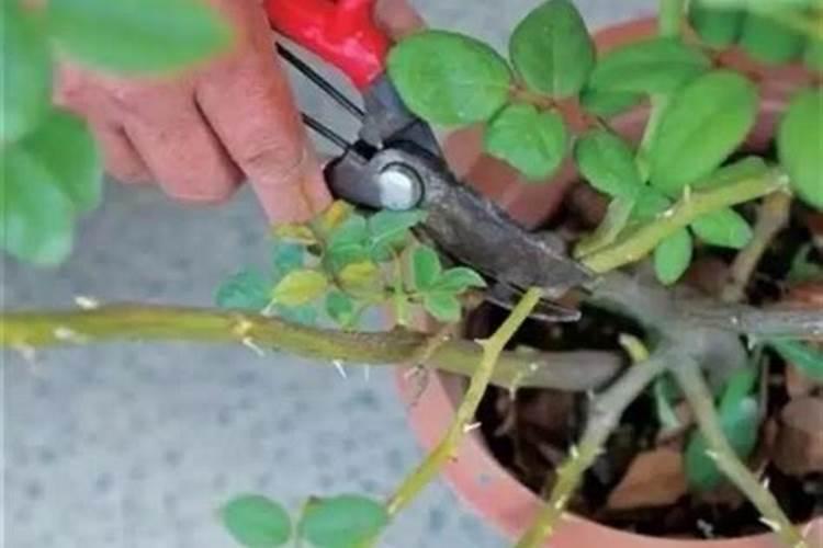 秋季月季花如何修剪