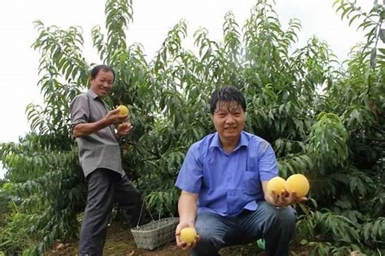 黄桃的施肥技术要注意什么 黄桃养殖注意事项