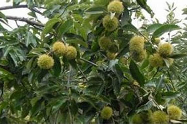 板栗采摘后怎样管理