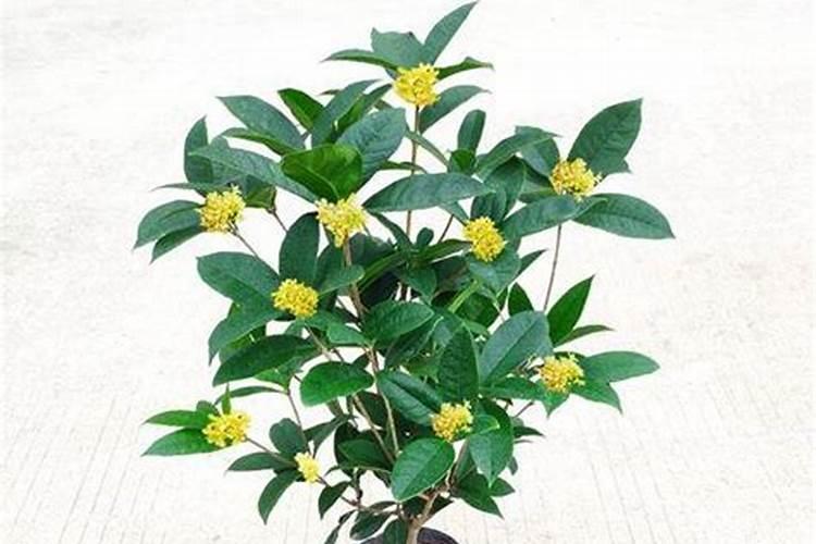 四川大竹县的简介