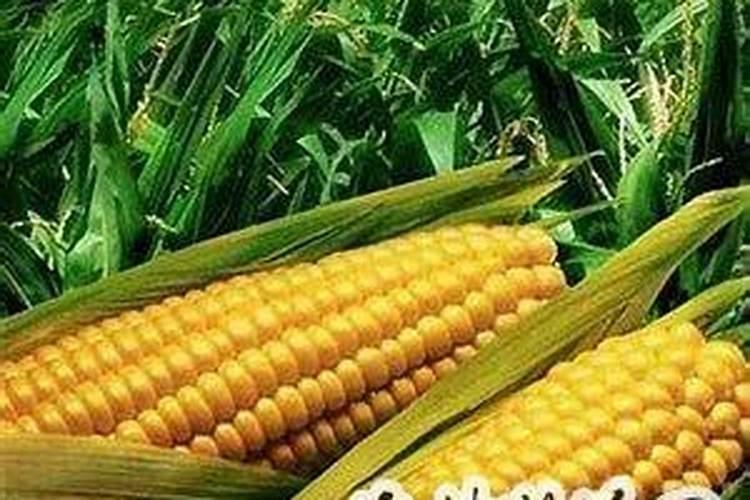 金正大控释玉米专用肥261212多少钱一吨