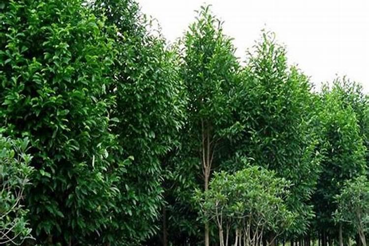 红花继木苗栽培技术(红花继木的养殖方法和注意事项)