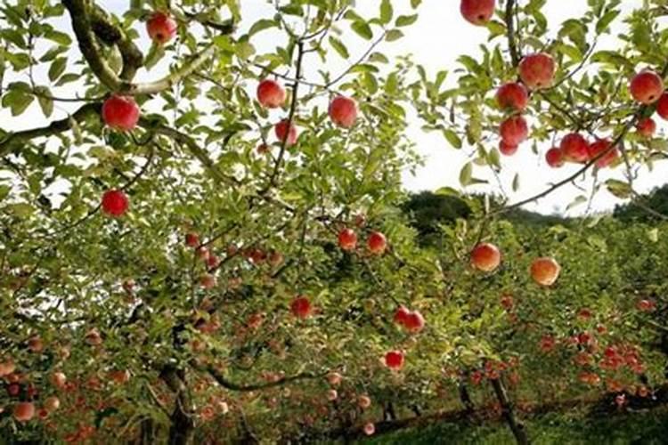 苹果几月份打硼好