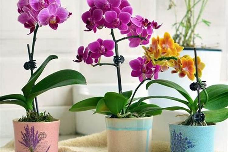 蝴蝶兰用什么肥,磷钾肥可促进花芽形成