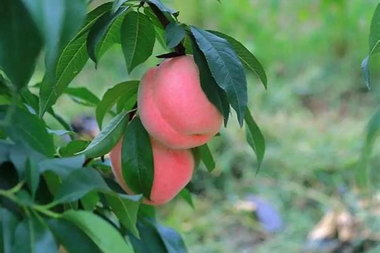 柑橘座果期冲施什么肥料好？柑橘保花保果叶面喷什么好？