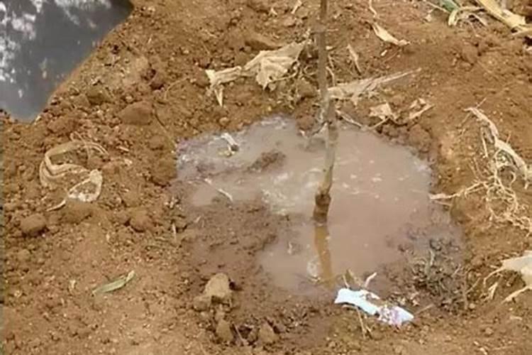 核桃树何时施肥好,施什么肥？