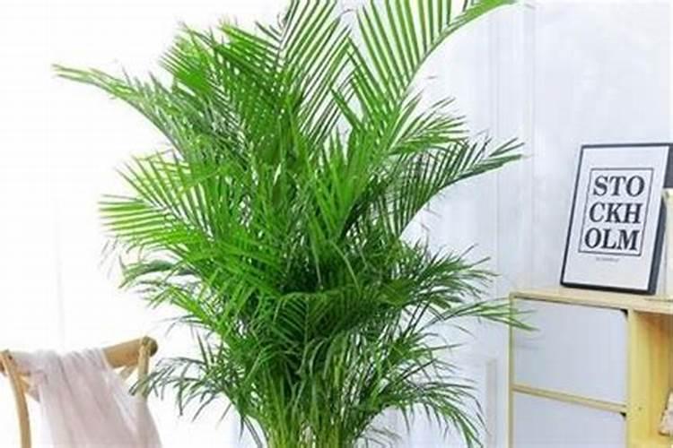 番茄喷施氨基酸加芸苔素加二氢钾一起混用对小麦有啥作用