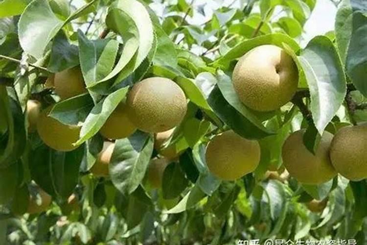 梨树秋季施什么肥料最好