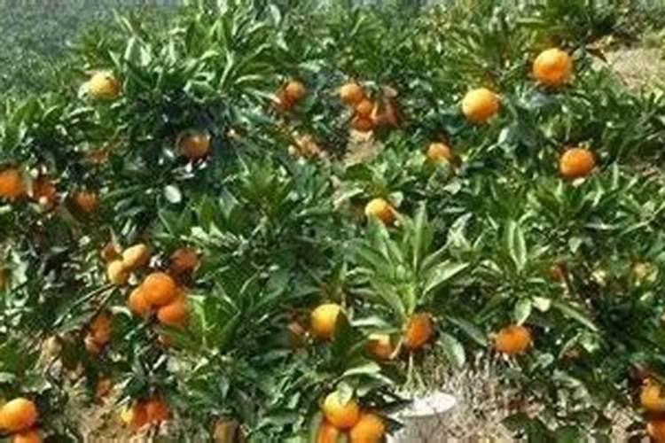 挂果沙糖桔怎样施肥 用什么肥料效果好