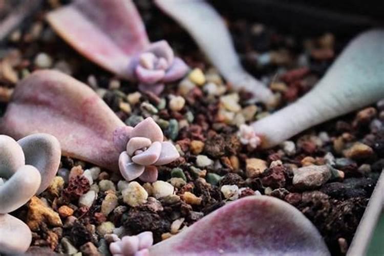 多肉叶片怎么出芽最快图解