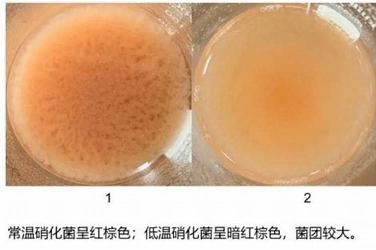 硝化细菌对鱼有害吗 硝化细菌的作用及使用方法