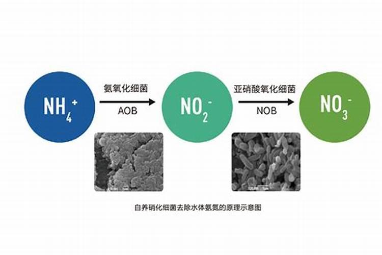 硝化细菌胶囊怎么用在鱼缸