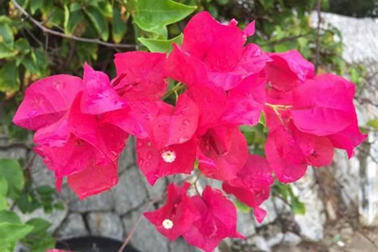 芸苔素隔多久能打二次