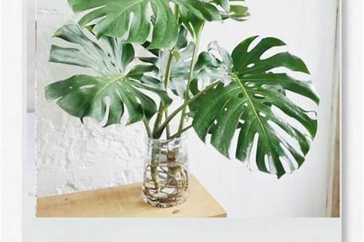 龟背竹施什么肥最好