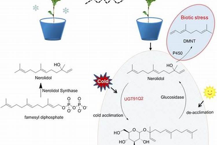 过磷酸钙可以兑水冲施吗