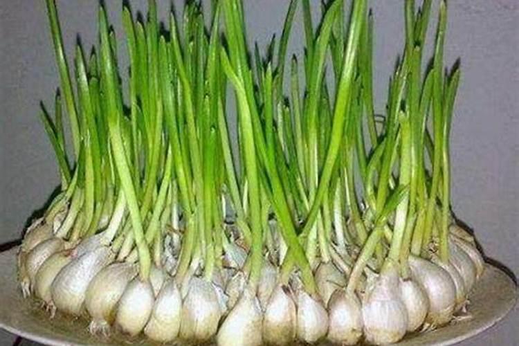 大蒜长势旺产量高,可以不进行追肥吗？