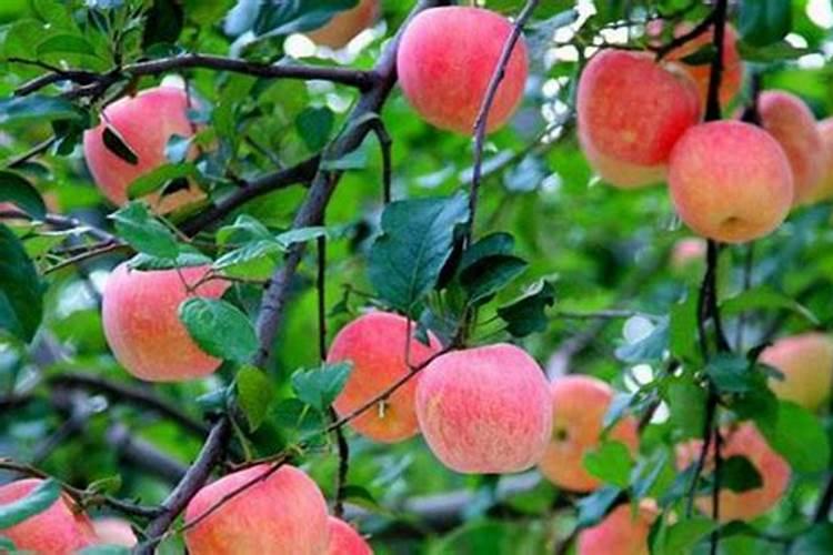 柠檬树为什么不开花