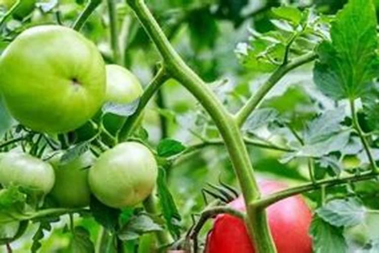 露天西红柿的种植方法和时间