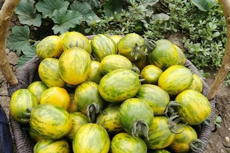 柿子树用什么肥料更好