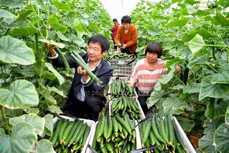 黄瓜好吃施什么肥