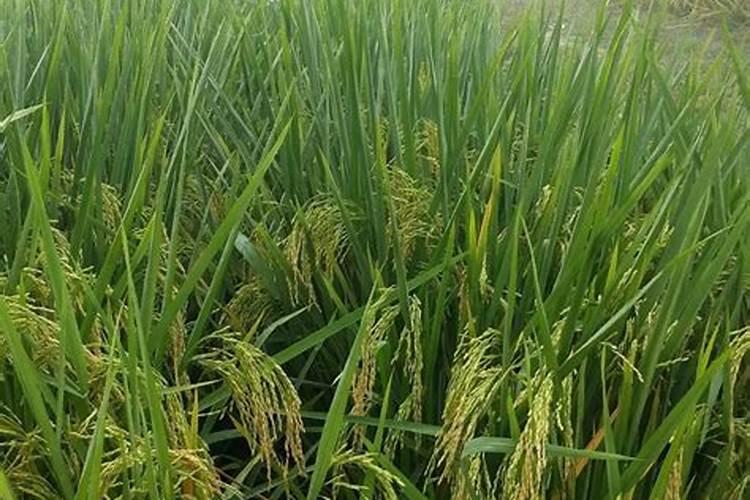 红薯用磷酸二氢钾可以控旺吗
