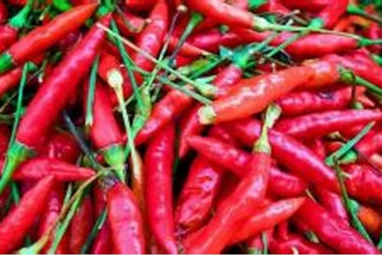辣椒为啥要催红催熟 打什么药好
