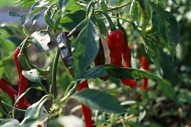 硝酸钾属于什么化肥