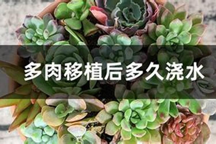 羊粪养花的正确使用方法,注意哪几个细节,才能发挥好作用？