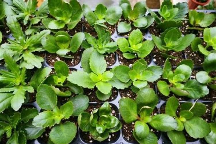 花苗移植多久可以施肥 花苗移植后多久开始施肥