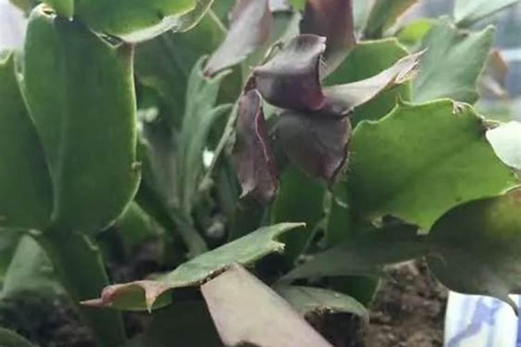 蟹爪兰叶片又软又卷是什么原因？