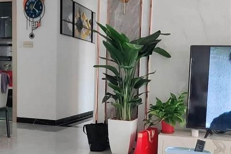 绿植有什么叶面肥