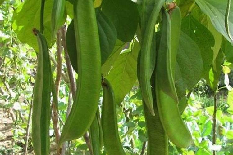 刀豆想要高产应该如何施肥？刀豆高产施肥技术!