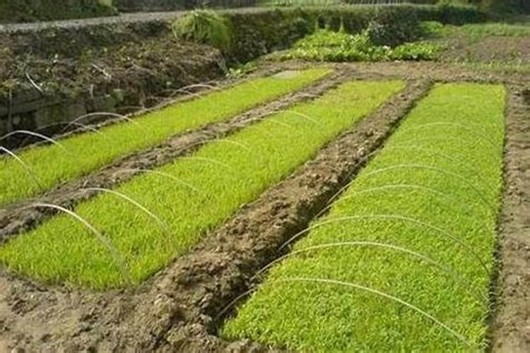 水稻苗期用什么肥