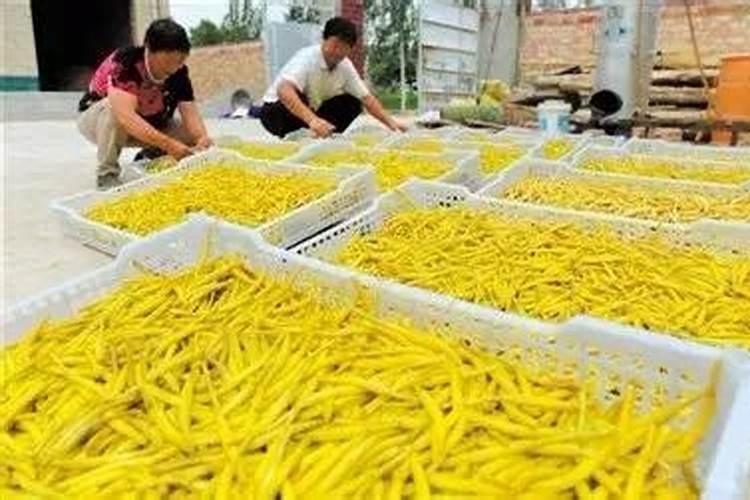 黄花菜栽培技术黄花菜什么时候种植