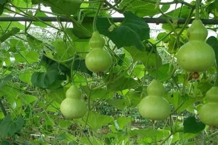 小葫芦怎么施肥